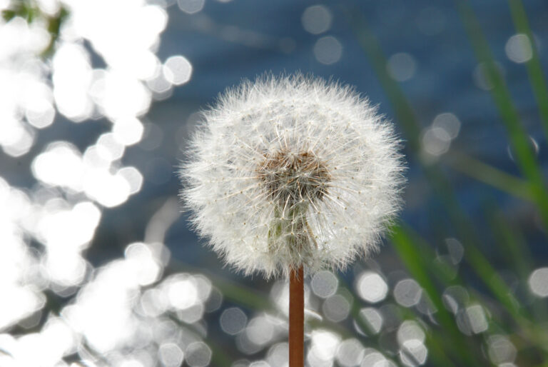 Foto von Pusteblume