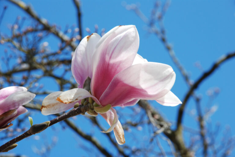 Foto von Magnolienblüte
