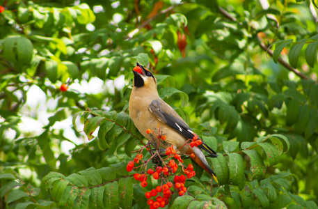 Vogel unten auf einem Baum, der Früchte isst