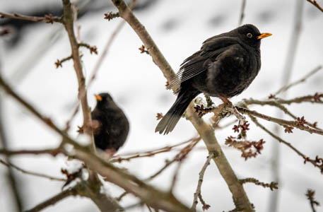 Zwei Vögel auf einem Baum