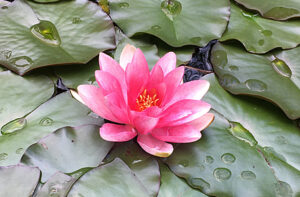 Mehr über den Artikel erfahren Sadhana des Integralen Yoga gemäss Sri Aurobindo