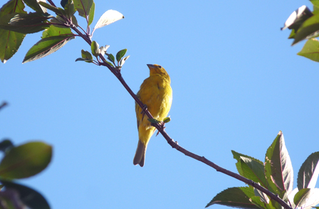 Vogel oben auf dem Baum